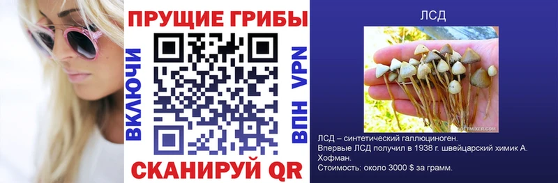 Купить  Судак  Псилоцибиновые грибы Magic Shrooms 